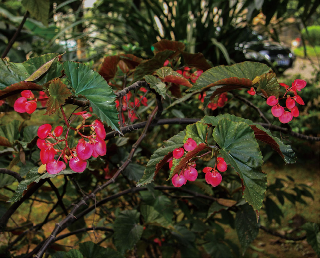 竹节秋海棠植于花坛中