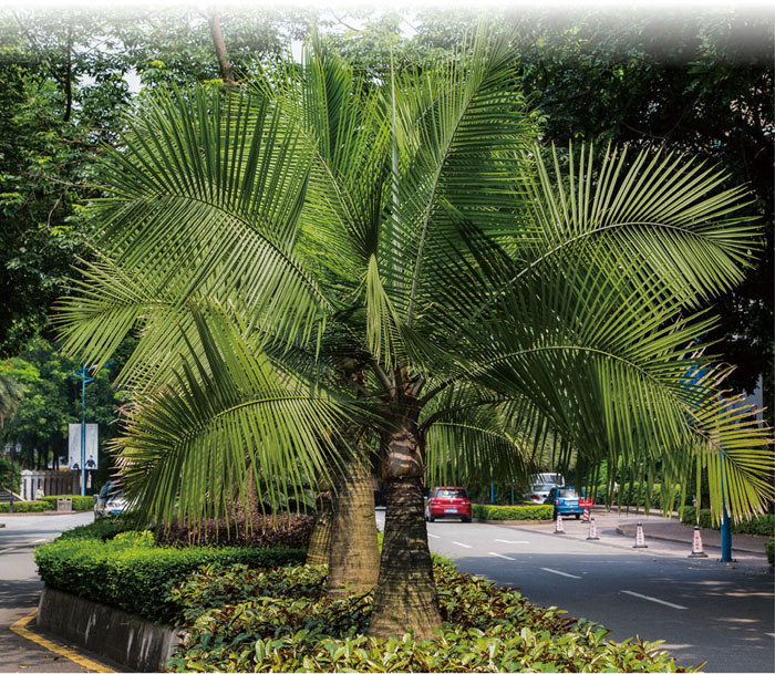 酒瓶椰子植于道路隔离带中