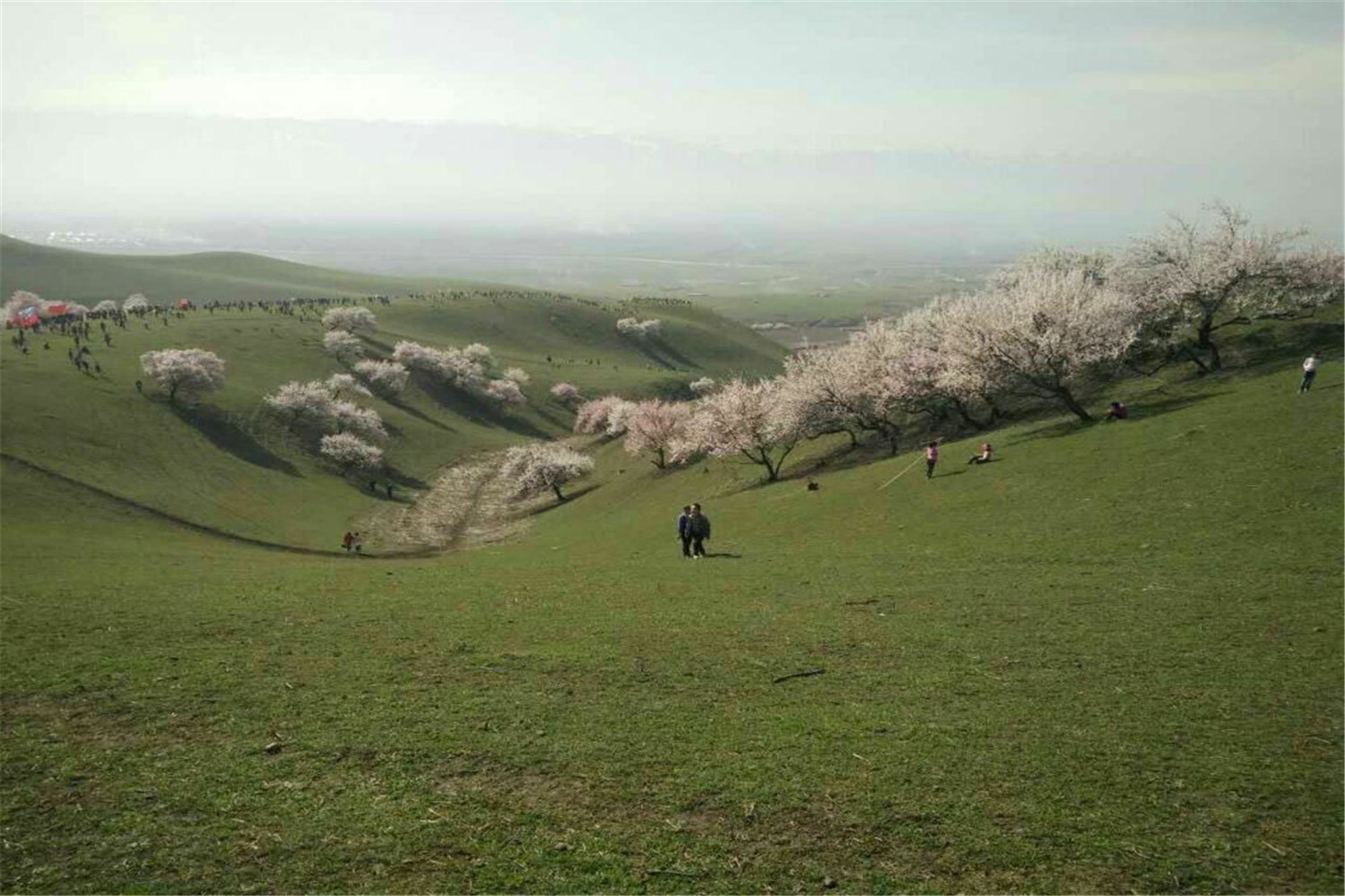 吐尔根野杏花沟