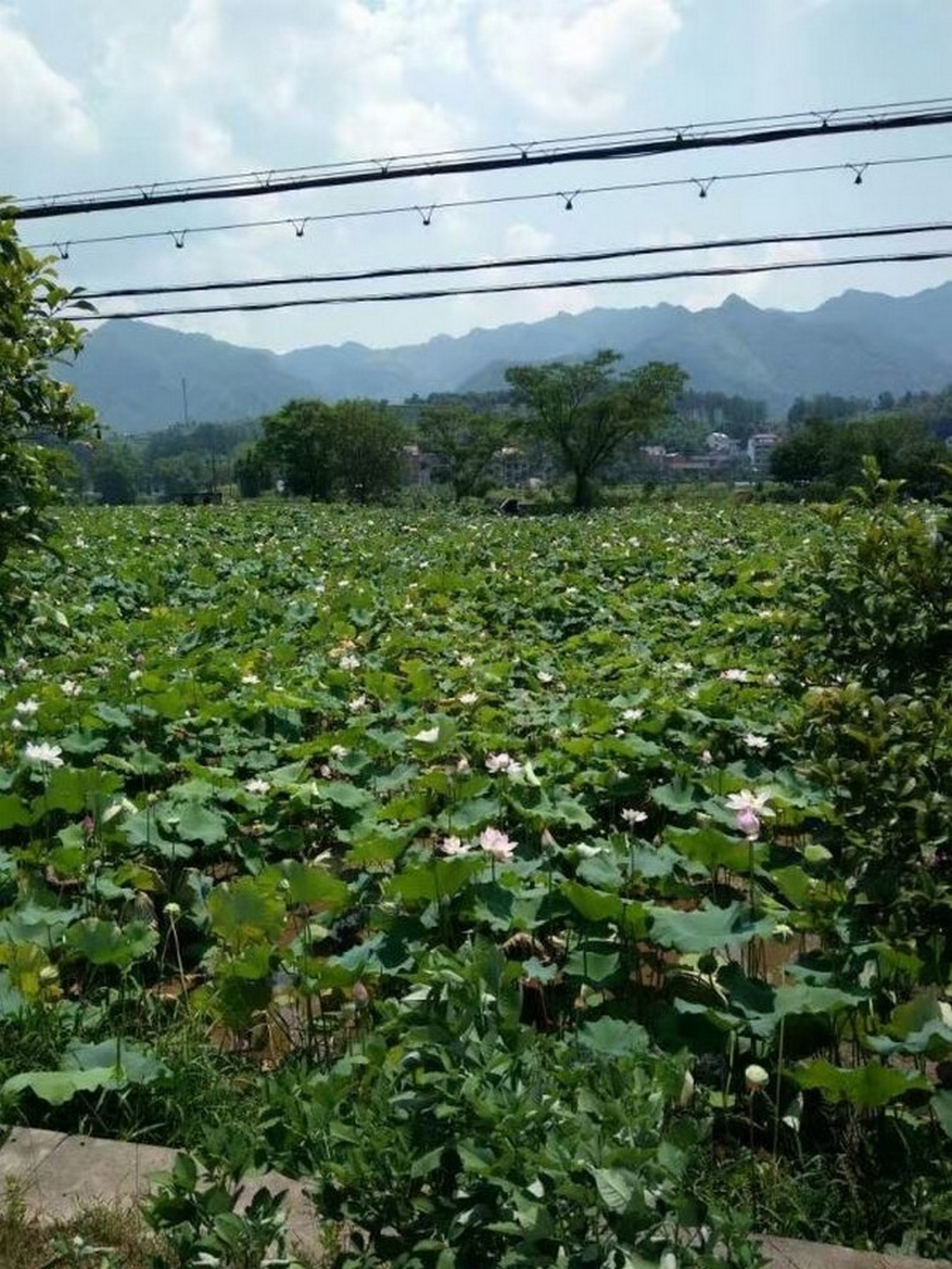 寺垅山塘