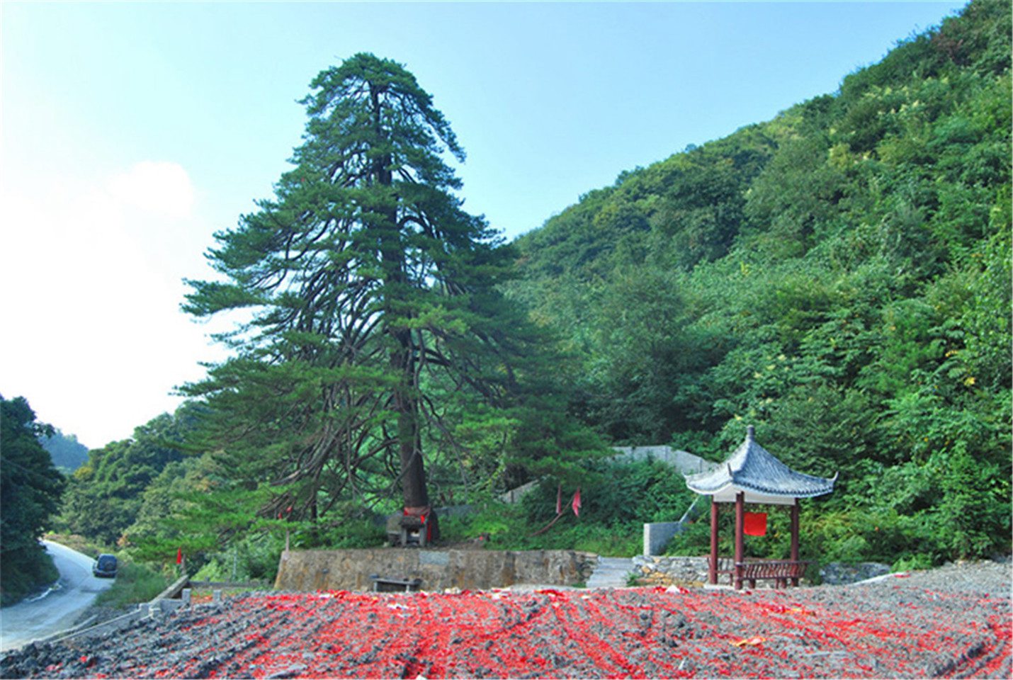 万里山姊妹松