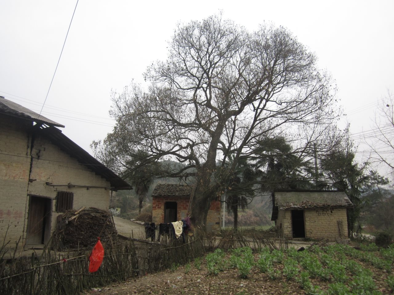 方家田古樟树