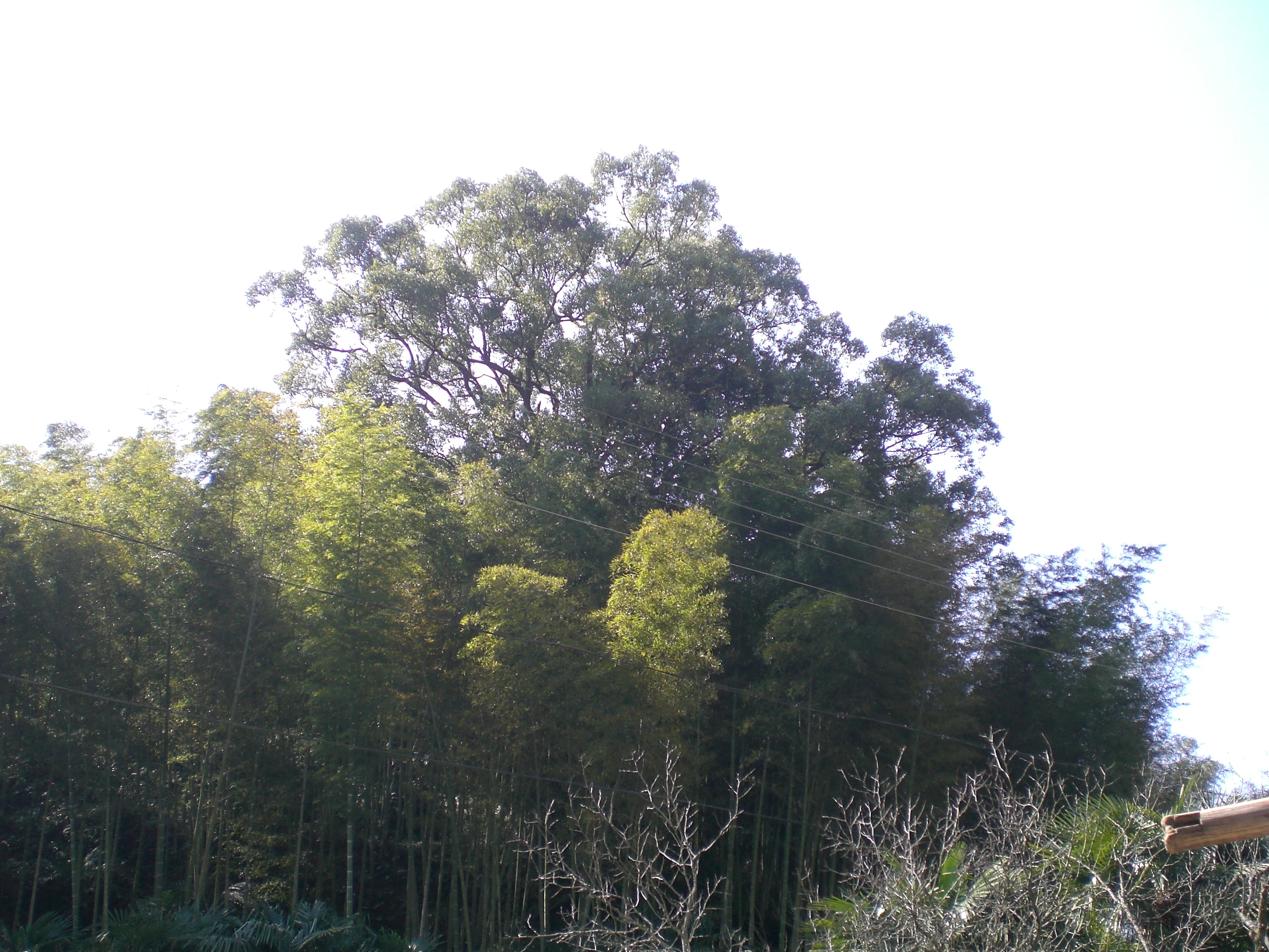 豸峰后山自然保护小区