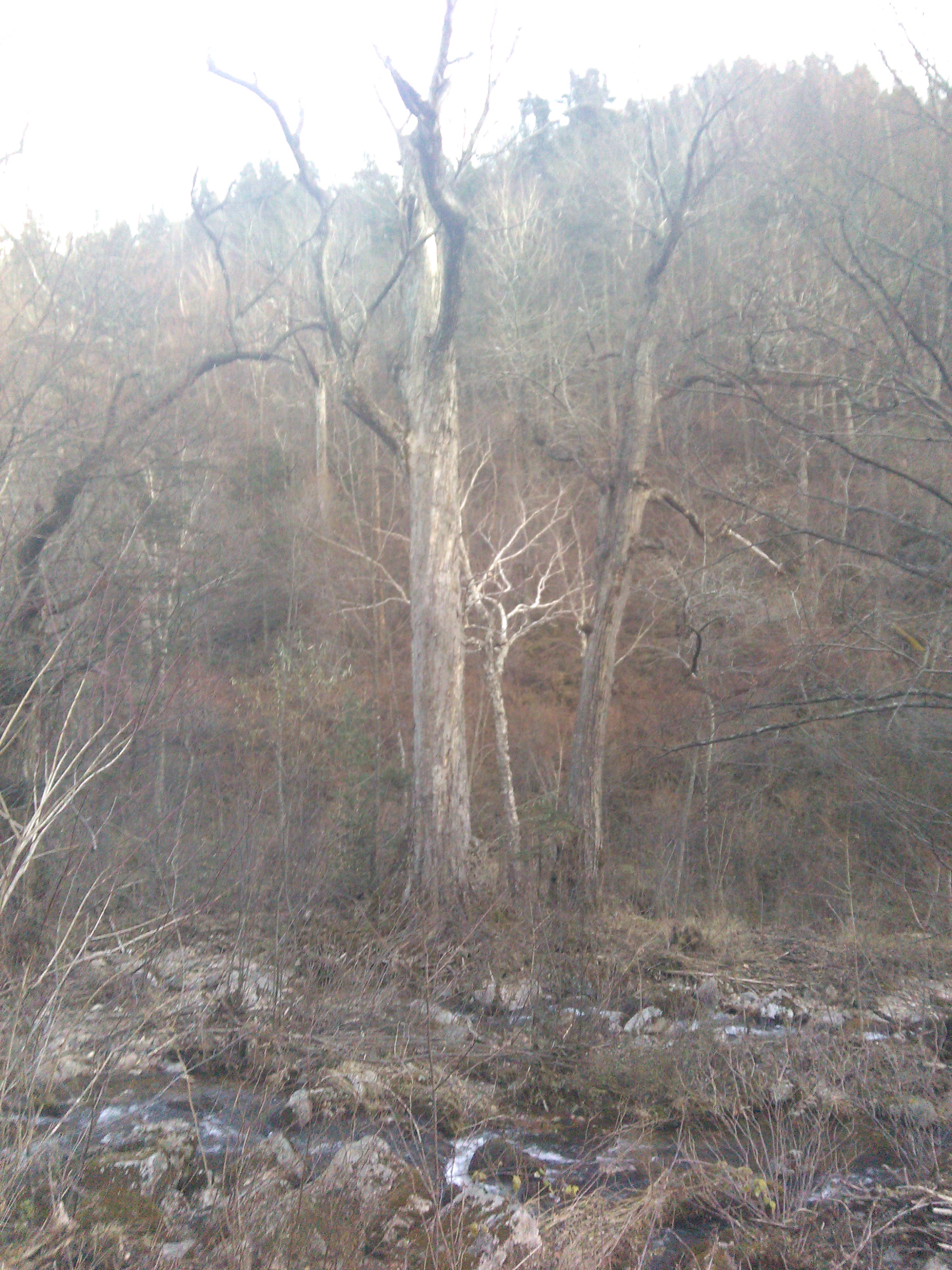 原始森林冰川峡谷风景区