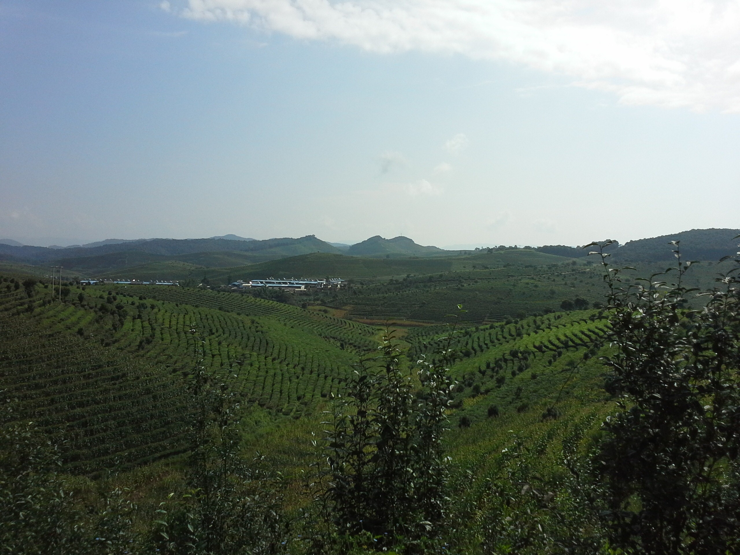 大渡岗农场大渡岗万亩茶园