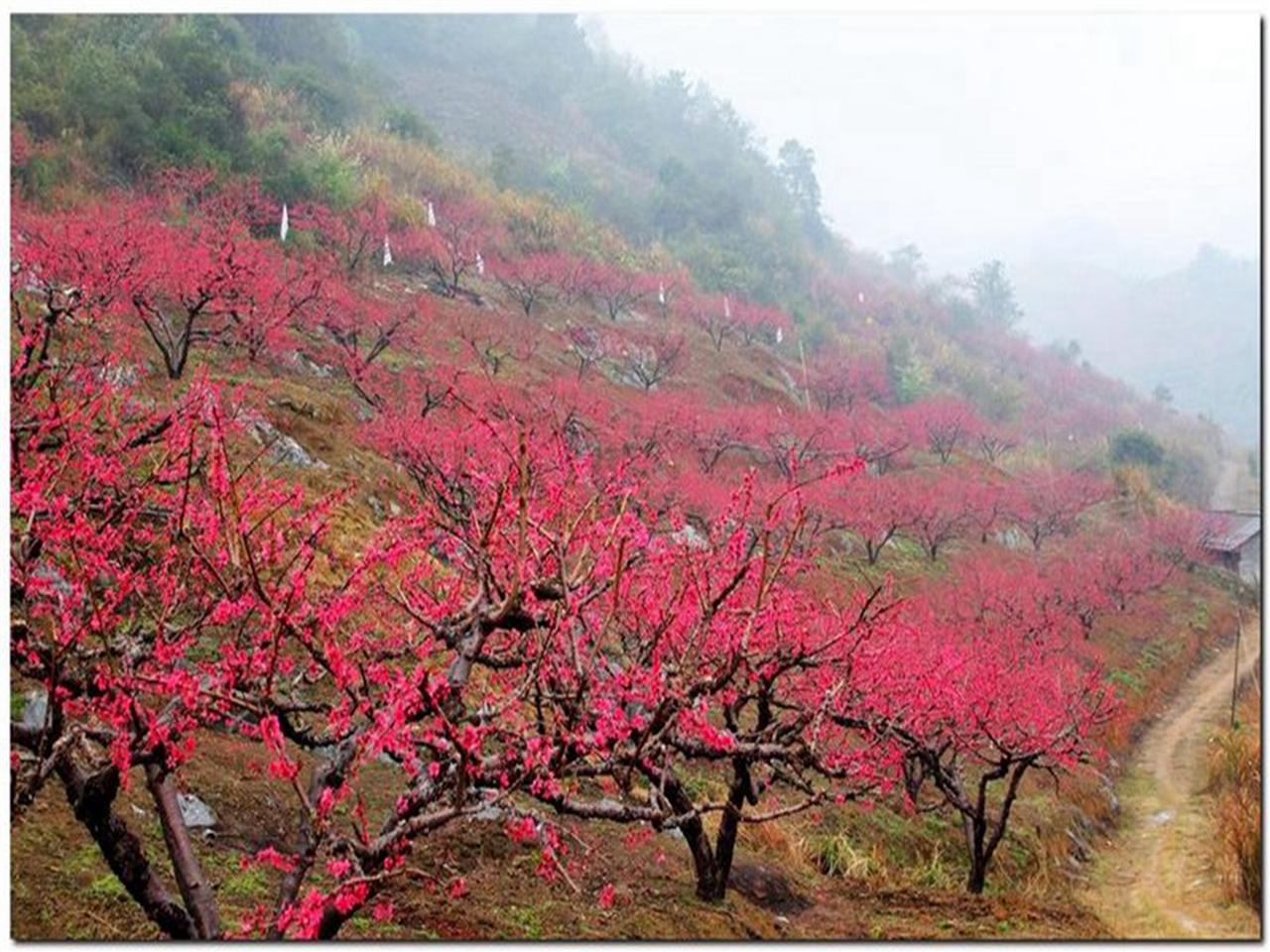 李洞桃花谷